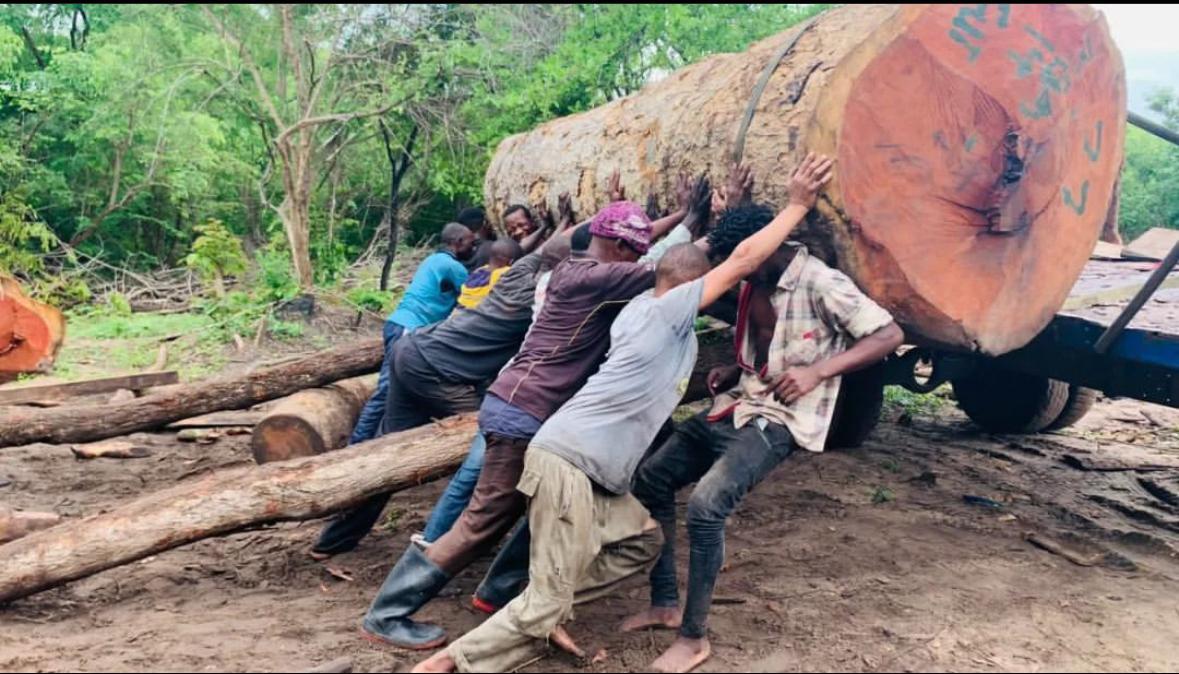 Where Sustainable Forestry Meets Global Impact